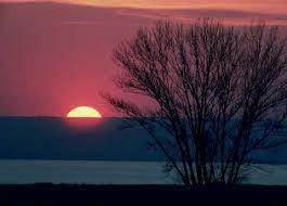 Repelentes de insectos