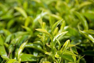 Los beneficios del té verde
