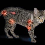 artrosis en los gatos