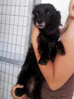 MUY URGENTE! Tres abuelitos tamaño pequeño, en la perrera!