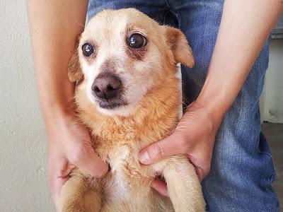 MUY URGENTE! Tres abuelitos tamaño pequeño, en la perrera!
