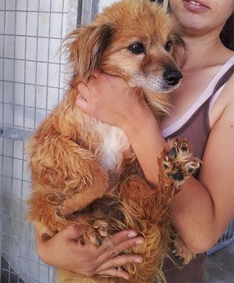 MUY URGENTE! Tres abuelitos tamaño pequeño, en la perrera!