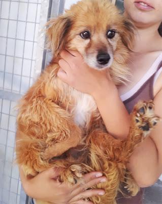 MUY URGENTE! Tres abuelitos tamaño pequeño, en la perrera!