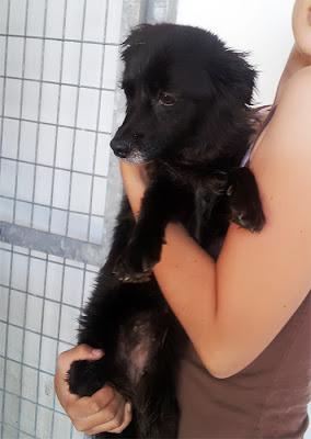 MUY URGENTE! Tres abuelitos tamaño pequeño, en la perrera!