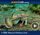 ARKive video - Spotted handfish 'walking' on sea floor