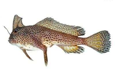 Brachionichthys Hirsutus. Fuente: Australian National Fish Collection, CSIRO.