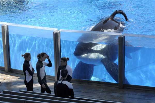 orca y sus entrenaores en SeaWorld, San Diego