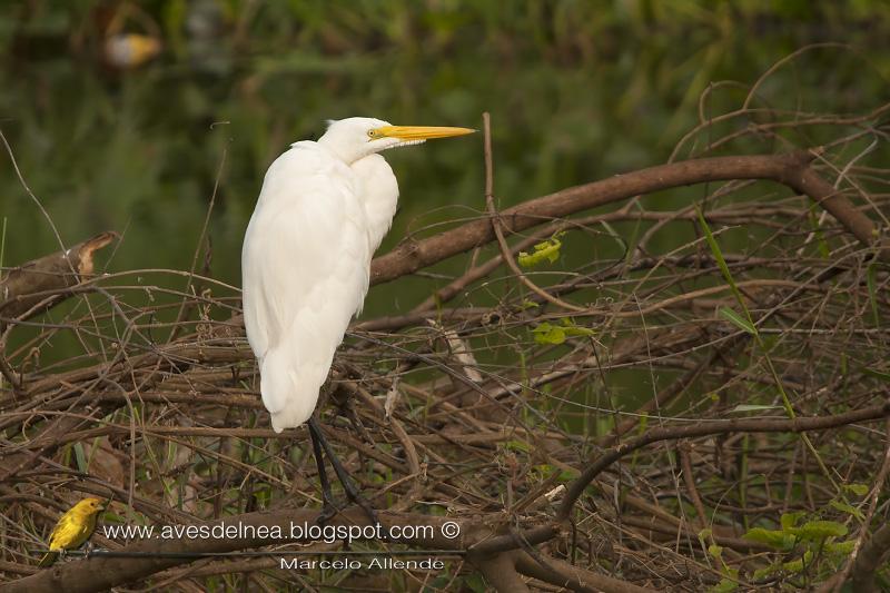 Garza blanca (Great Egret)