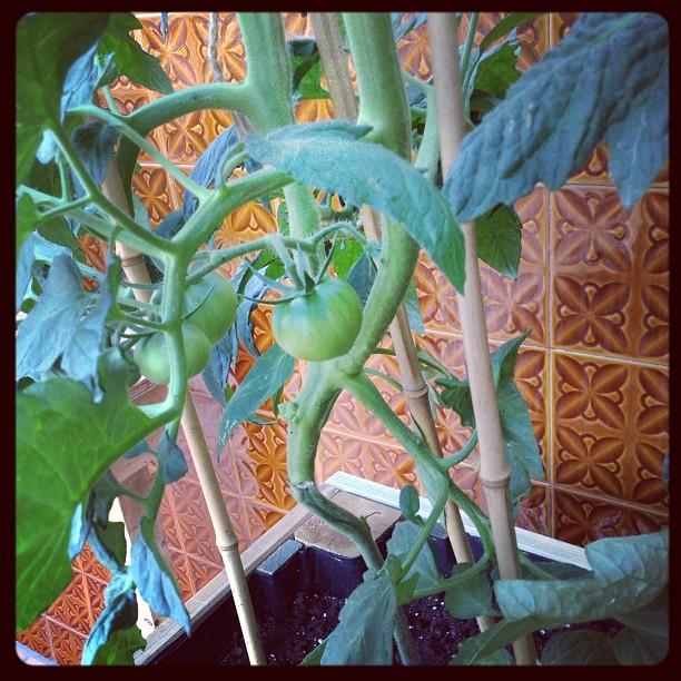 Crónicas de Huerto Urbano: Mi primera calabaza