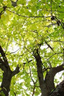 La Morera, un árbol de gran valor ornamental