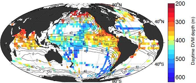 migraciones verticales diarias (DVMs) en el océano