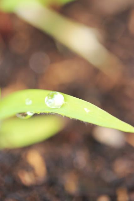 Fotografia.... Diminutas maravillas