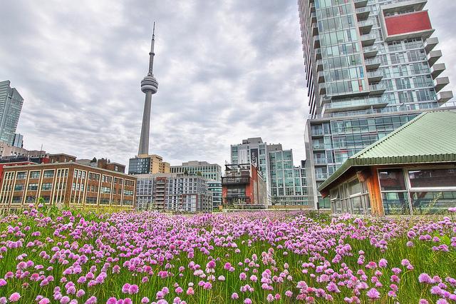 Techo floreado en los edificios del centro de Toronto -Canadá