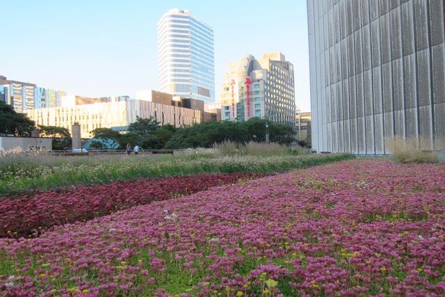 Los techos verdes sirven para aislar, descontaminar y gestionar el agua de lluvia