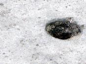 Cuento: Autobiografia cinco capitulos