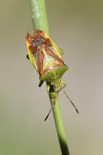 Para ampliar Elasmostethus interstinctus (Linnaeus, 1758) hacer clic