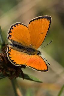 Para ampliar Lycaena virgaureae ssp. pyrenaeicola (Graves y Hemming, 1928) Manto de oro hacer clic