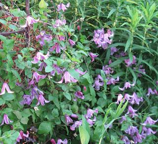 Actualizá tu jardín