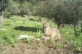 Plan Para Evitar los Ataques de Linces Ibéricos a Animales de Granja