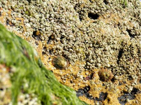 Algarve. Mayo de 2013. Vila do Bispo. Praia do Beliche