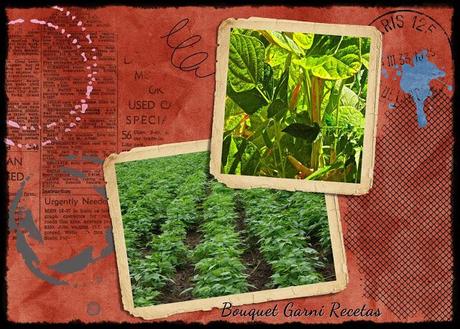 Guiso de porotos Cranberry, fideos con harina de amaranto y vegetales