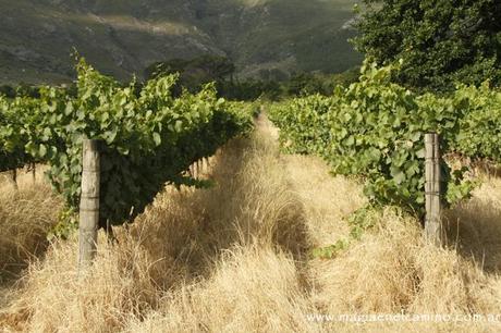 viñedosudafrica