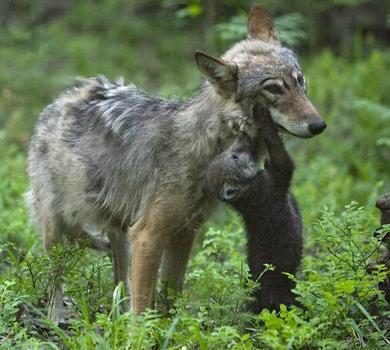 lobo con su bebé