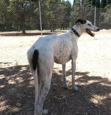 SUERTE galgo en adopción.