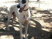 SUERTE galgo adopción.