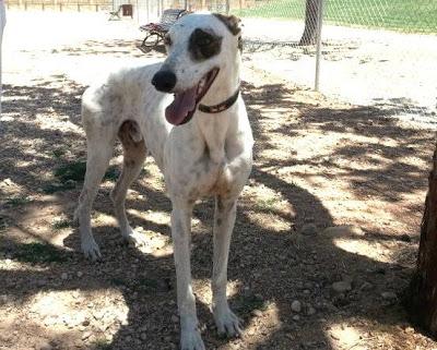 SUERTE galgo en adopción.