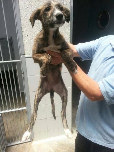 Cuky, cachorrita en la perrera. URGENTE SACARLA!!