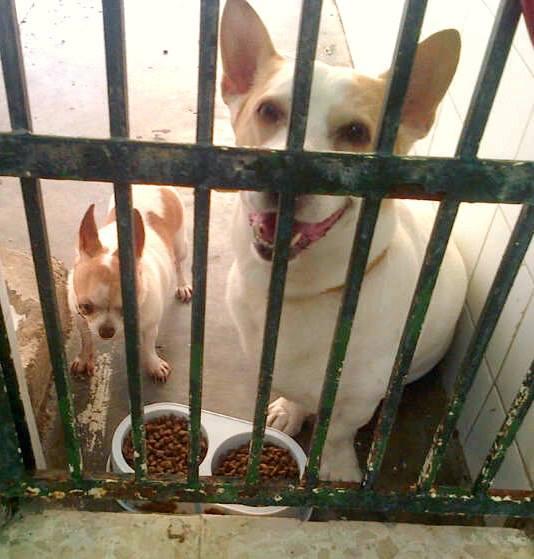 CHISPY y TROY ABANDONADOS EN LA PERRERA PARA SACRIFICARLOS.