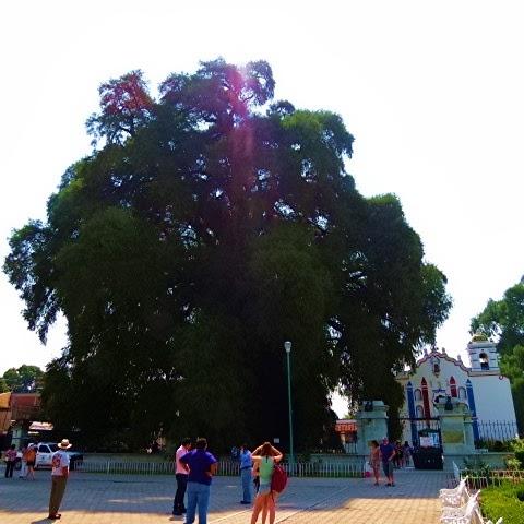 El Árbol del Tule