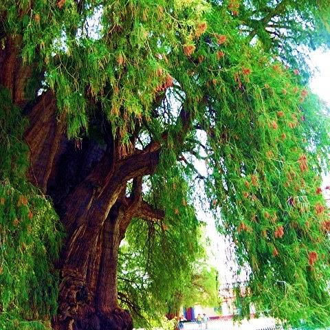 El Árbol del Tule