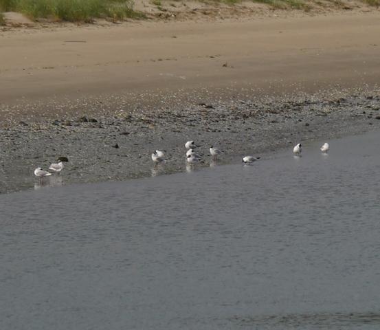 El inicio del paso postnupcial