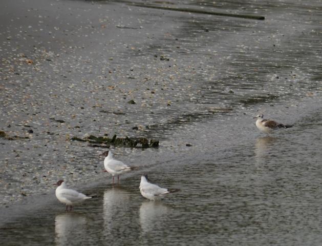 El inicio del paso postnupcial