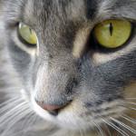 por que los gatos tienen bigotes