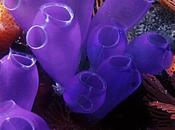 Digestión algunos deuterostomos