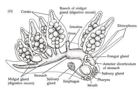 Canal digestivo de los moluscos