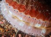 Alimentación moluscos microfagia