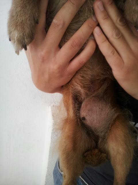 Viejita de 13 años con hernia enorme, abandonada en la perrera!!!! ACOGIDA URGENTE. (TOLEDO)