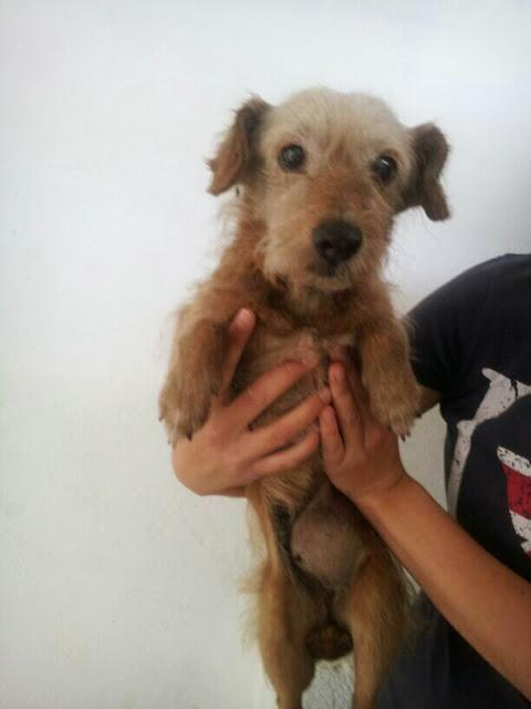 Viejita de 13 años con hernia enorme, abandonada en la perrera!!!! ACOGIDA URGENTE. (TOLEDO)