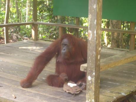 La abuela de la familia se crió con humanos. Ahora el centro de conservación quiere que los orangutanes sepan ser independientes y poder sobrevivir solos en una selva que tiende a desaparecer a causa de los humanos. Pero a esta le encanta que la fotografíen. 