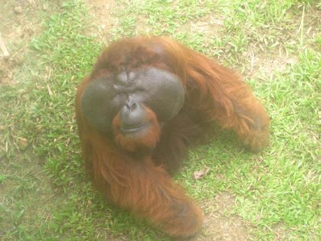 ¿Habéis visto alguna vez un orangután más feo que este? Nada más que nos vio, vino a que le hiciéramos fotos. Se ve que les gusta mucho. 