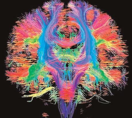 La Ciencia de la Vida: Redefiniendo la arquitectura del Cerebro