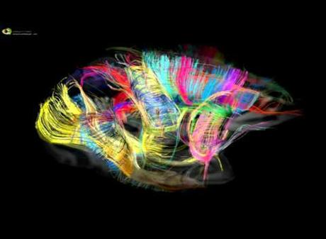 La Ciencia de la Vida: Redefiniendo la arquitectura del Cerebro