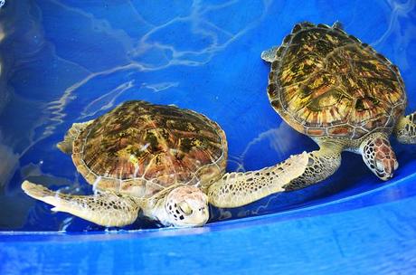 Biosfera Fuerteventura colabora con Puerto PRincipe en la reintroduccion de la tortuga carey.