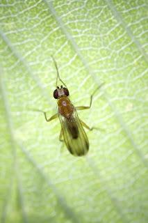 Para ampliar Clusia flava (Meigen, 1830) hacer clic