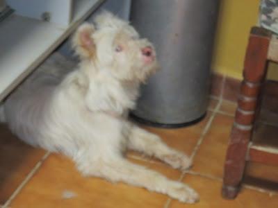 BLIND, PERRITO CIEGO!! MUY URGENTE!!! (ALMERIA)