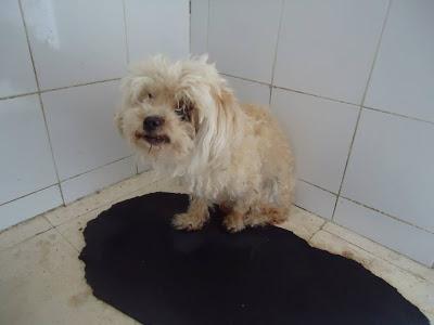 Kira, a sus 14 años abandonada en la perrera. (Badajoz)